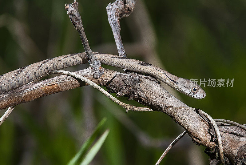 Cipó snake (Leptophis ahaetulla) | Parrot Snake